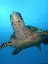 Hawksbill turtles, they are being very courious with me, ... by Lora Tucker 